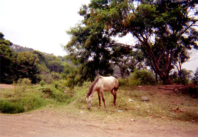 043-3.jpg