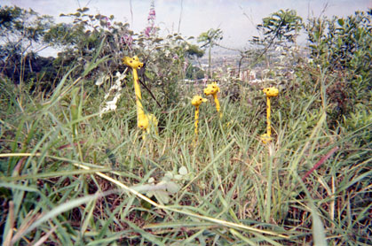 455-15.jpg