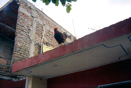 250-18.jpg