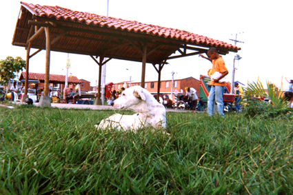 486-15.jpg