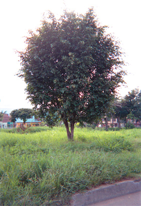 154-6.jpg