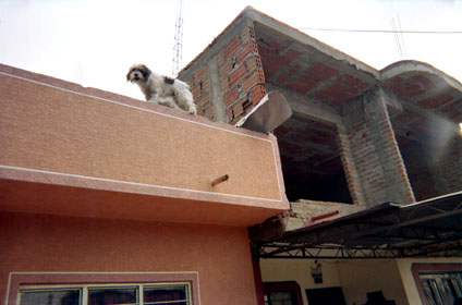 250-19.jpg